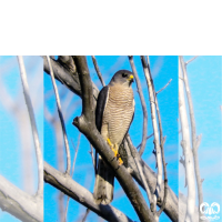 گونه پیغو Levant Sparrowhawk